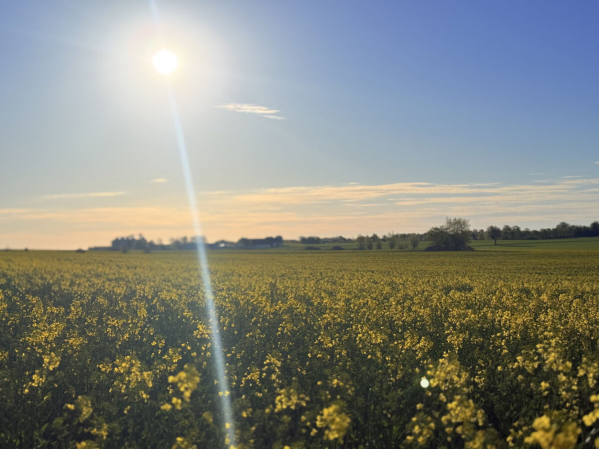 Sunset over rapeseed fields in Österlen, Sweden