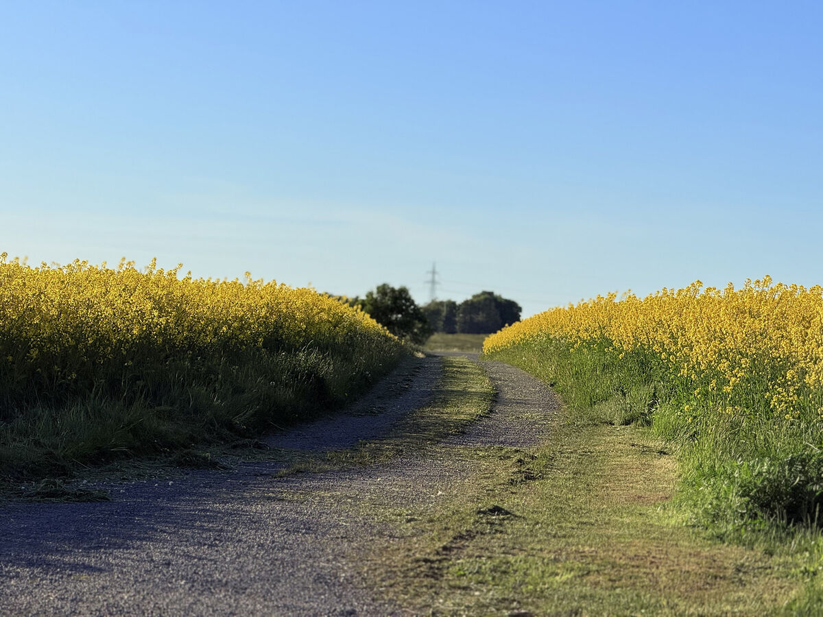 A gravel road through rapeseed fields in Österlen, southern Sweden